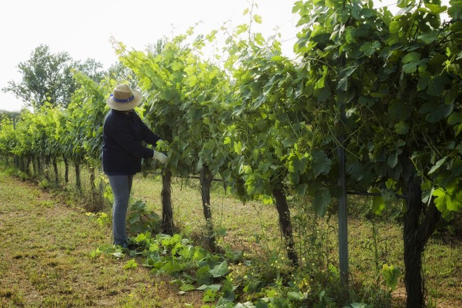 From Lisbon: Évora Wine & Heritage Tour - Lunch and free time: useful, but not for everyone