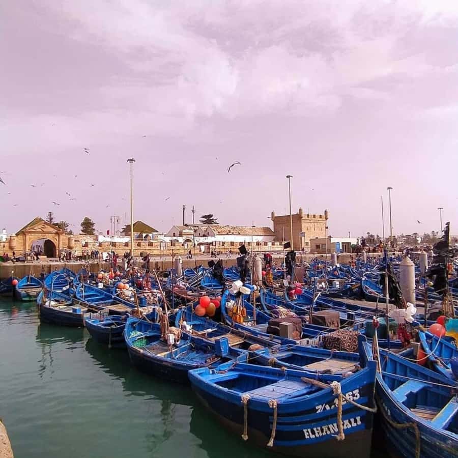 From Marrakech: Essaouira Full day trip, beach and History - The fishing port and fresh seafood