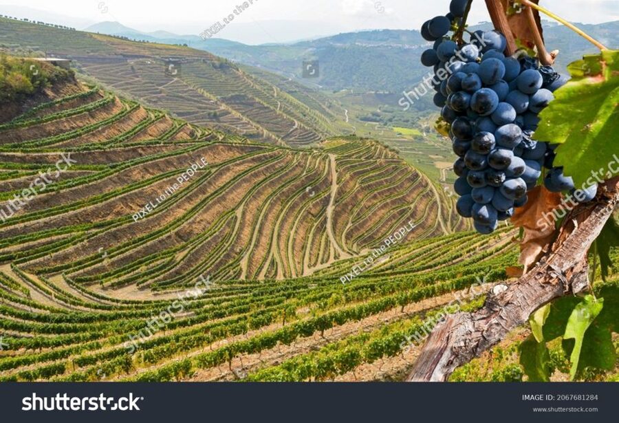 From Porto: Full-Day Douro Historical Tour - Is $104 a fair price?