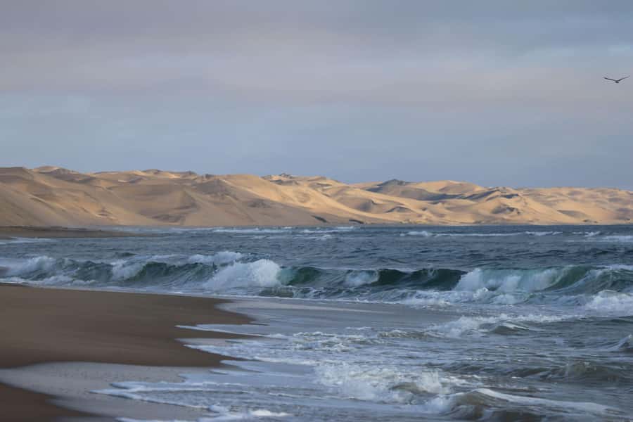 From Walvis Bay: Sandwich Harbour World Heritage Site - Small desert animals worth watching for