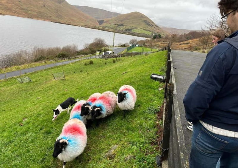 Galway: Connemara, Sheepdog Show and Medieval Castle Tour - Why this tour works as a Connemara day trip