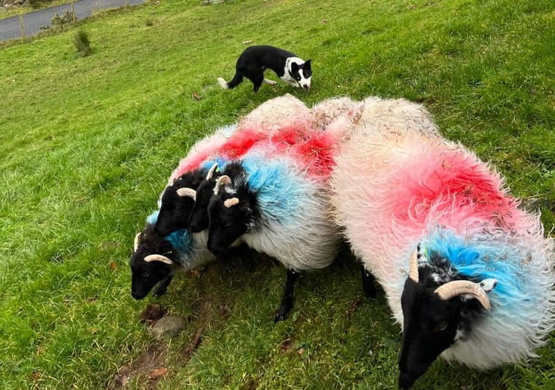 Galway: Connemara, Sheepdog Show and Medieval Castle Tour - Comfort, timing, and what to bring