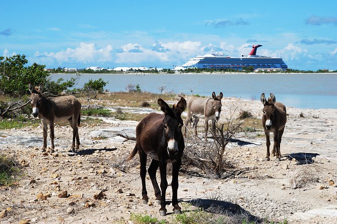 Grand Turk Historical Sightseeing Tour by Tram - Why this $25 tram is a sensible first look at Grand Turk
