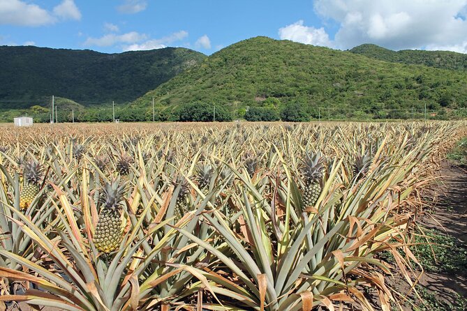 Half-Day Tour: A Taste of Paradise and History of Antigua - Shirley Heights and the view over English Harbour