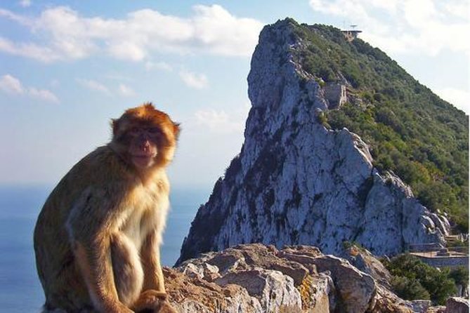 Historic Gibraltar Rock and St Michael's Cave Tour from Seville - Meeting Gibraltar’s Barbary macaques
