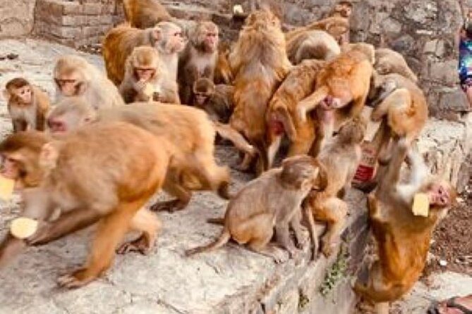 Kathmandu Private Sightseeing Tour | UNESCO World Heritage Sites - Pashupatinath and Guhyeshwari Temple