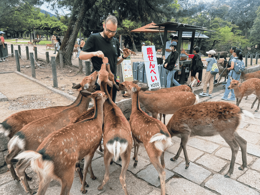 Kyoto: Nara & Traditional Matcha Experience Bus Tour - Feeding deer in Nara Park