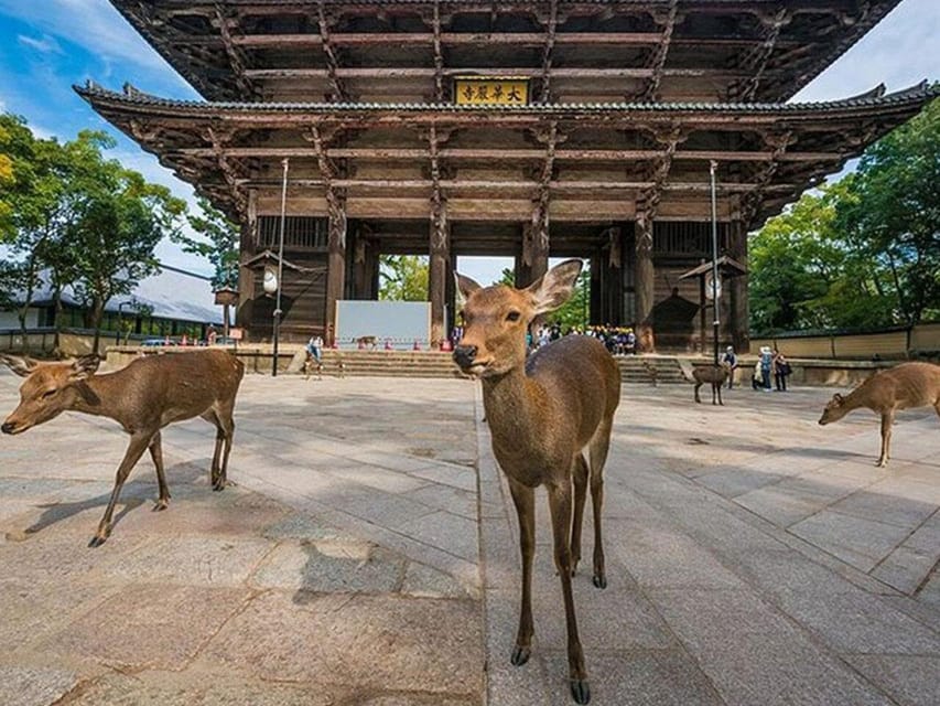 Kyoto/Osaka: Kyoto and Nara Sites & History Day Trip - Nara Park and the deer