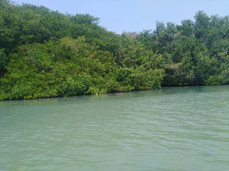 Mangroves, cultural fishing, black heritage town and lunch - A Caribbean lunch by the beach