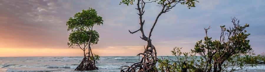 Mangroves, cultural fishing, black heritage town and lunch - Guide quality and language