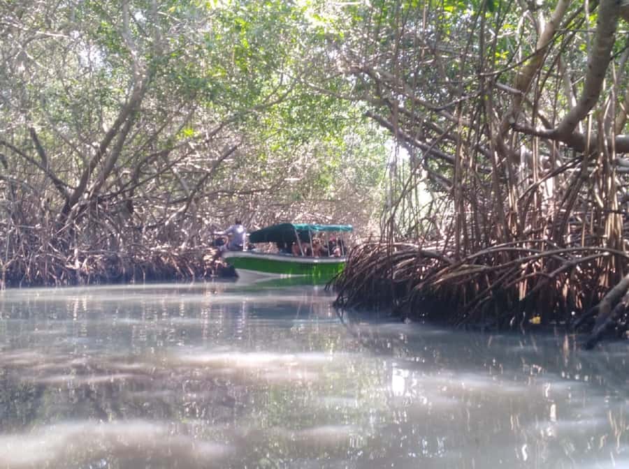 Mangroves, cultural fishing, black heritage town and lunch - Is $49 a fair price?