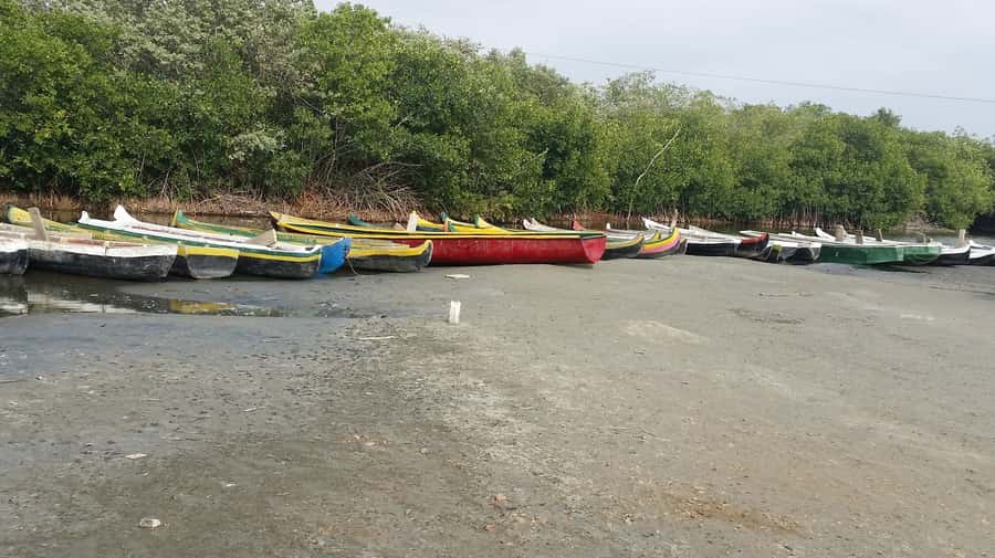 Mangroves, cultural fishing, black heritage town and lunch - Who will enjoy this outing most?