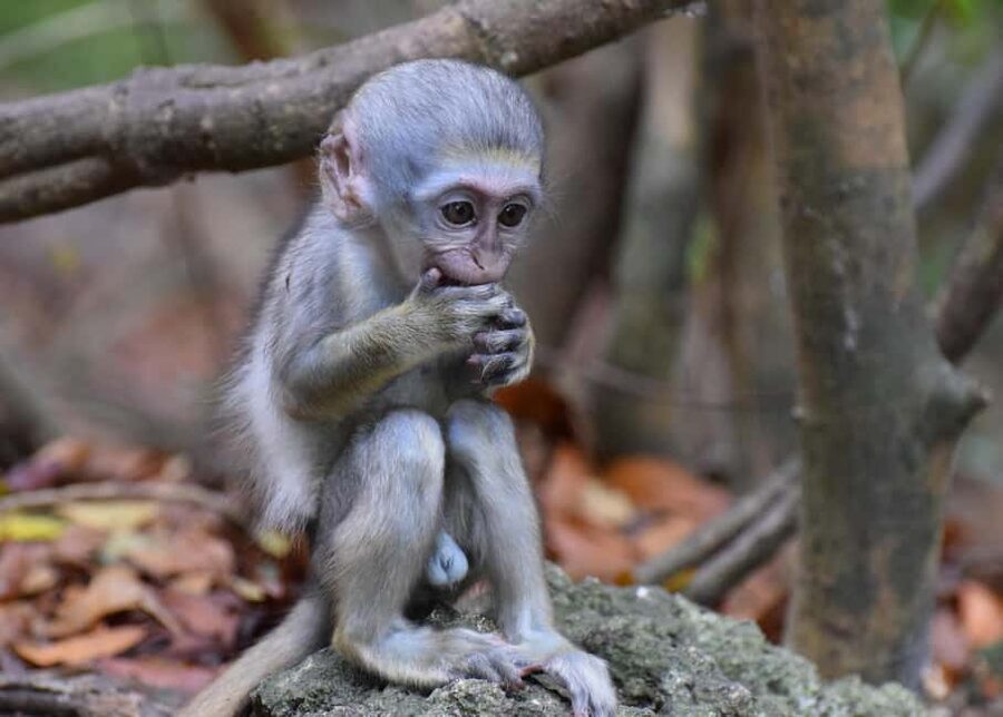 Monkey Feeding & Historic Sugar Plantation & Rum Distillery - Why this tour works as a northeastern Barbados sampler