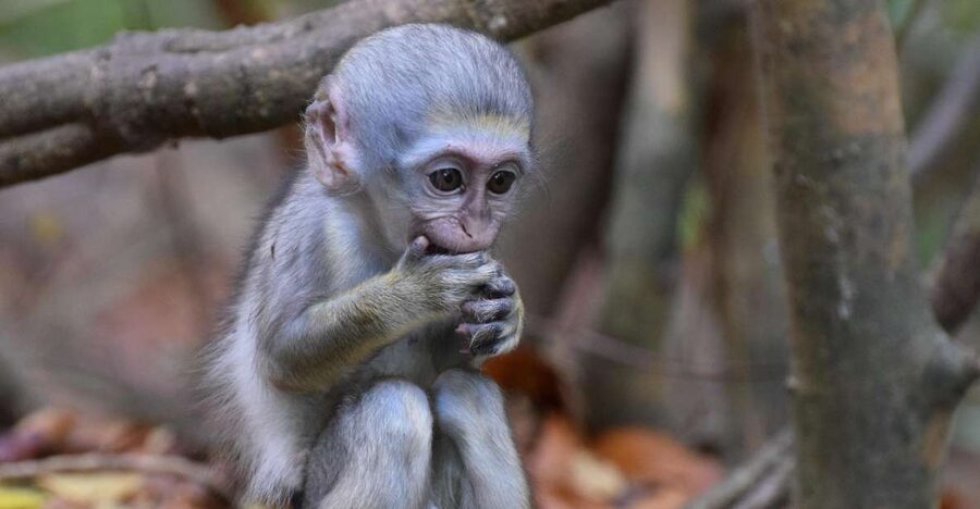 Monkey Feeding & Historic Sugar Plantation & Rum Distillery - Who should book this Barbados tour?