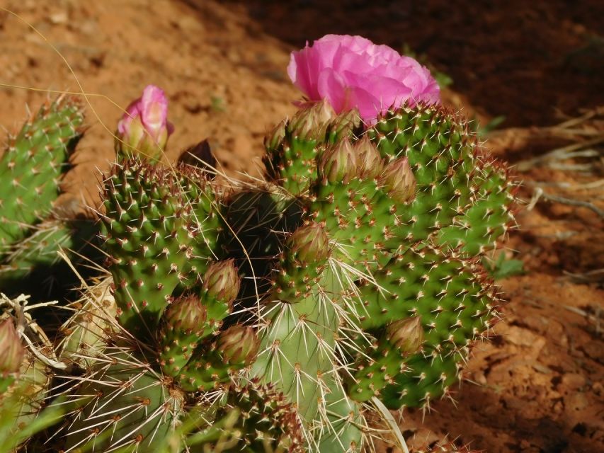Monument Valley: Scenic 3.5-Hour Cultural Tour - Starting with Navajo culture and geology