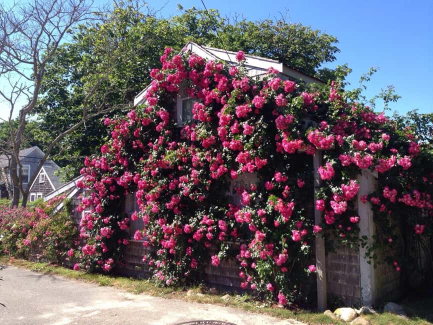 Nantucket: Historical Landmarks Sightseeing Bus Tour - Why this short tour works on Nantucket