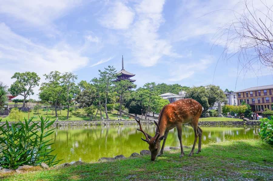 Nara: Half-Day UNESCO Heritage & Local Culture Walking Tour - Why this Nara walk works so well