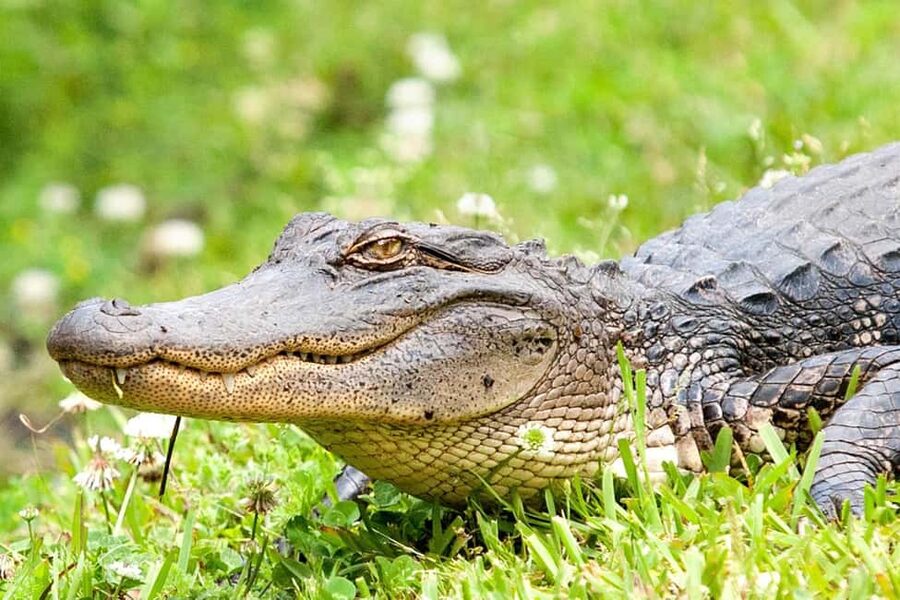 New Orleans: Swamp Boat Ride and Historic Plantation Tour - Is $126 a fair price?