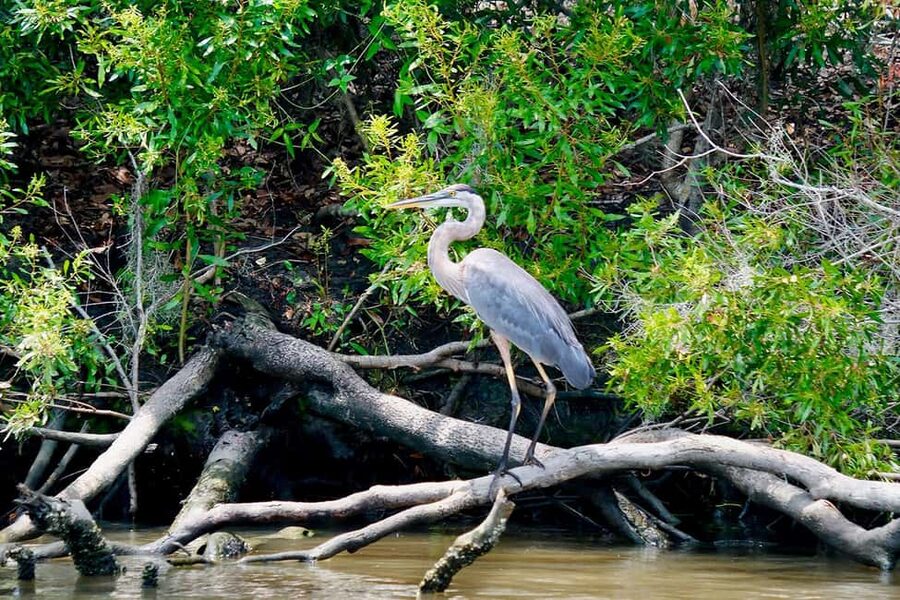 New Orleans: Swamp Boat Ride and Historic Plantation Tour - FAQ