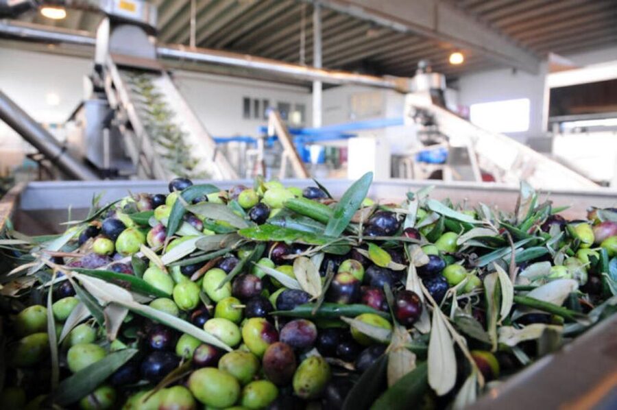 Ostuni: E-bike Tour, Ancient Olive Trees & Oil Tasting - FAQ