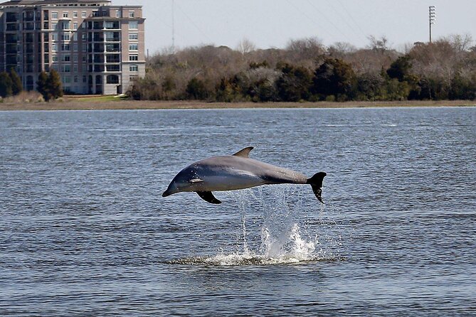 Private Morning Sail, Dolphin and History Tour on Mystique - Passing beneath the Ravenel Bridge
