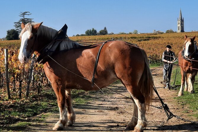 Private Wine Lovers - Super St Emilion - behind the scenes visits top chateaux and medieval town - Going below the vines in Saint-Émilion