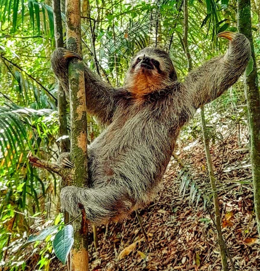 Rio: Tijuca Forest Small Group Hike to Caves and Waterfalls - Key points to know before you book