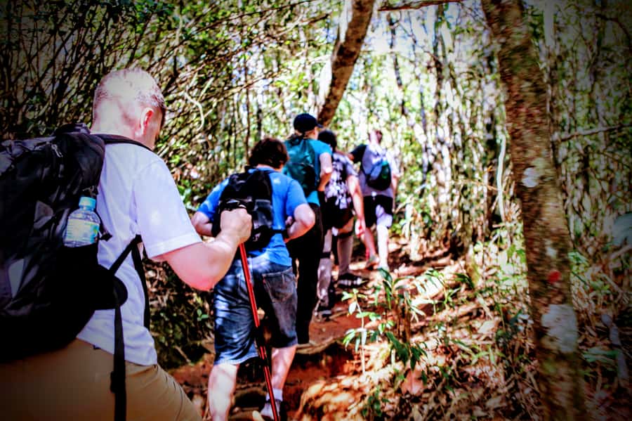 Rio: Tijuca Forest Small Group Hike to Caves and Waterfalls - Wildlife, plants, and realistic expectations