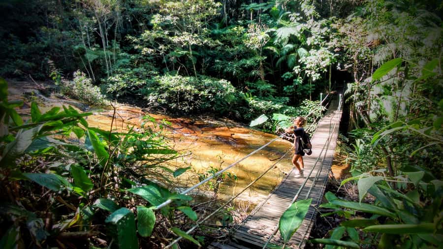 Rio: Tijuca Forest Small Group Hike to Caves and Waterfalls - Why Tijuca Forest is worth your morning