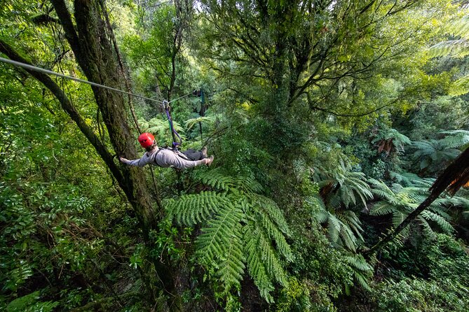 Rotorua Canopy Tours: 2.5Hour Native Forest Zipline Adventure - What happens from Fairy Springs Road to the first platform