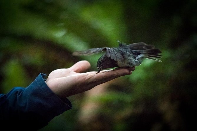 Rotorua Canopy Tours: 2.5Hour Native Forest Zipline Adventure - Free photos are a useful extra