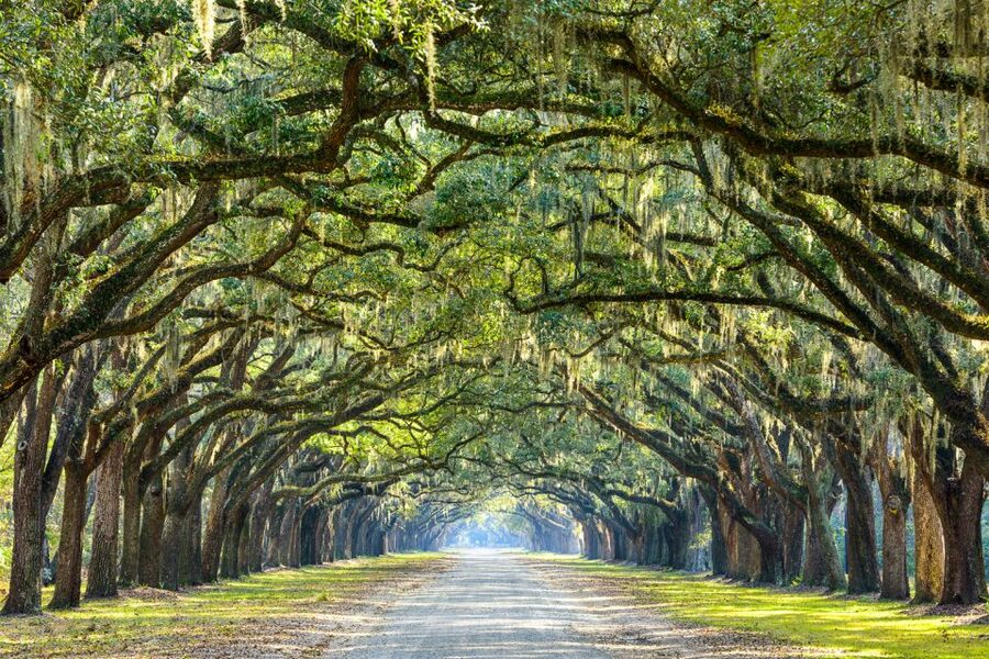 Savannah: History and Culture Walking Tour - Weather, walking pace, and practical comfort