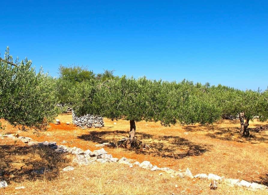 Šibenik: Croatia in a Day, Vistas, History, Olive Oil, Wine - Why this countryside trip is different from a standard Šibenik outing