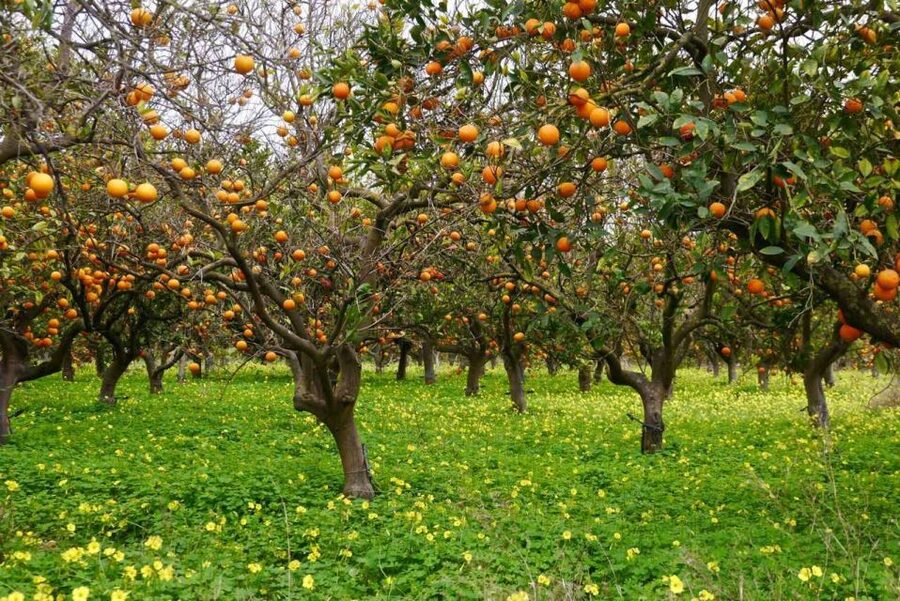 Side:Green Lake Mix Tour - A Day of Nature History & Culture - Seleukia, or Lyrbe, and the uncertain ancient-city visit