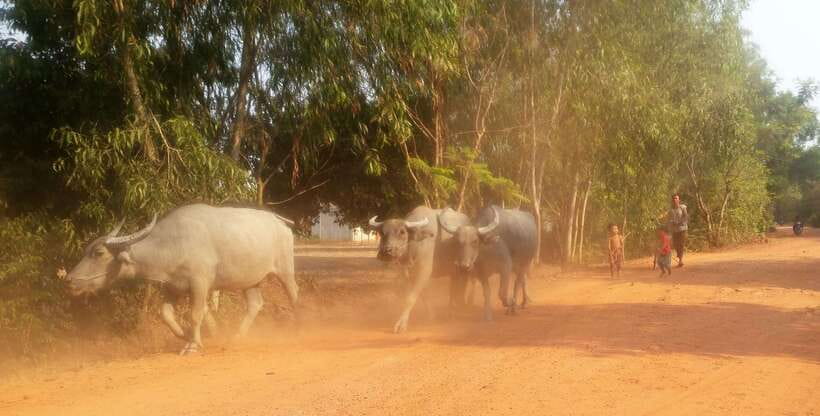 Siem Reap: 3-Hour Ancient Trails Motorbike Tour - Traditional villages and everyday Cambodian life