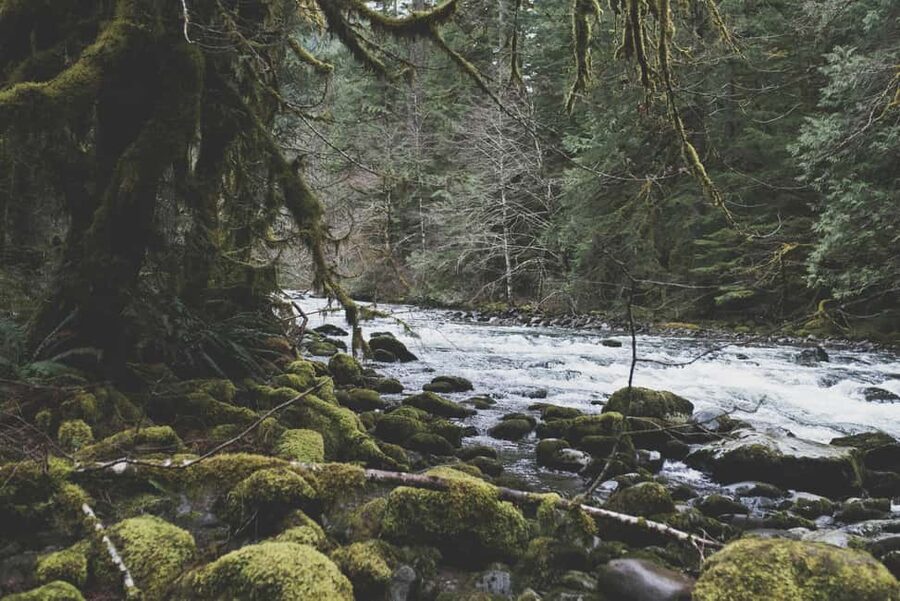 Snoqualmie, Twin Falls & Ancient Forest (Transport Included) - Timing, food, and what to pack