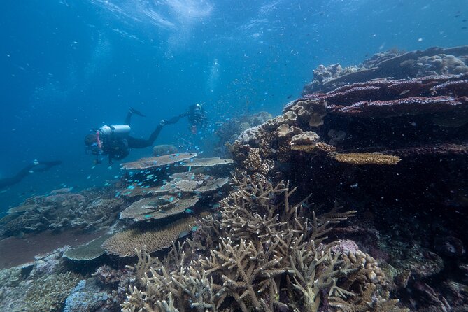 Snorkel & Dive the Reef: Sustainable, Scientific & Cultural Tour - Lunch, tea, and the real price of the day