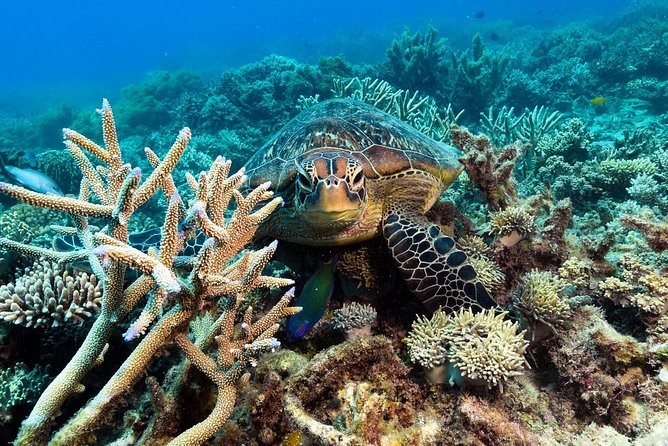 Snorkel & Dive the Reef: Sustainable, Scientific & Cultural Tour - Scuba and helmet walking