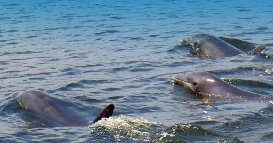 St. Augustine: Dolphin and Wildlife Historical Boat Tour - A short boat ride with a lot to look for