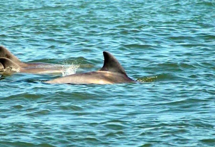 St. Augustine: Dolphin and Wildlife Historical Boat Tour - Watching for dolphins in Matanzas Bay