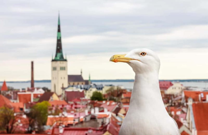 Tallinn: Guided Old Town Historical Walking Tour - What the $41 price really buys you