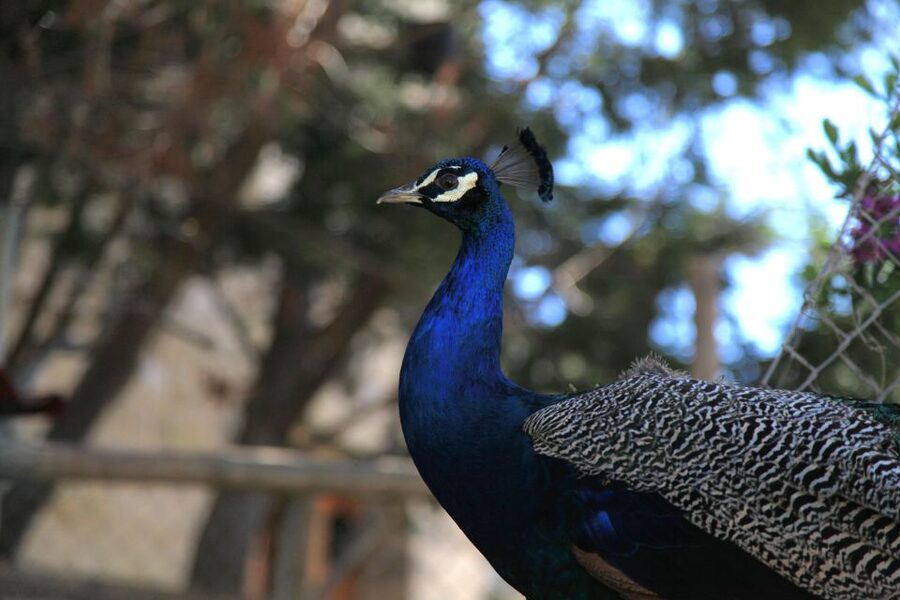 The Limestone Heritage Park and Gardens (Entry Ticket) - Why Malta’s limestone matters