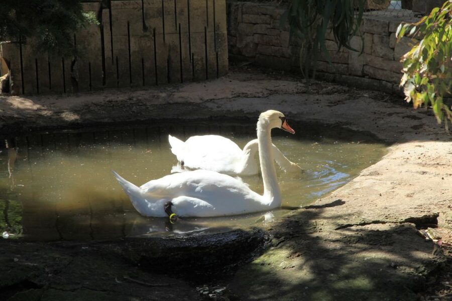 The Limestone Heritage Park and Gardens (Entry Ticket) - Citrus gardens and the animal farm