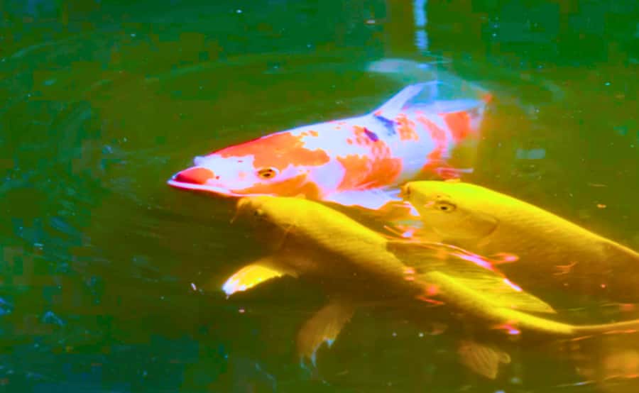 Tokyo: Imperial Palace Japanese History Walking Tour - Gardens, Bamboo, and Royal Koi