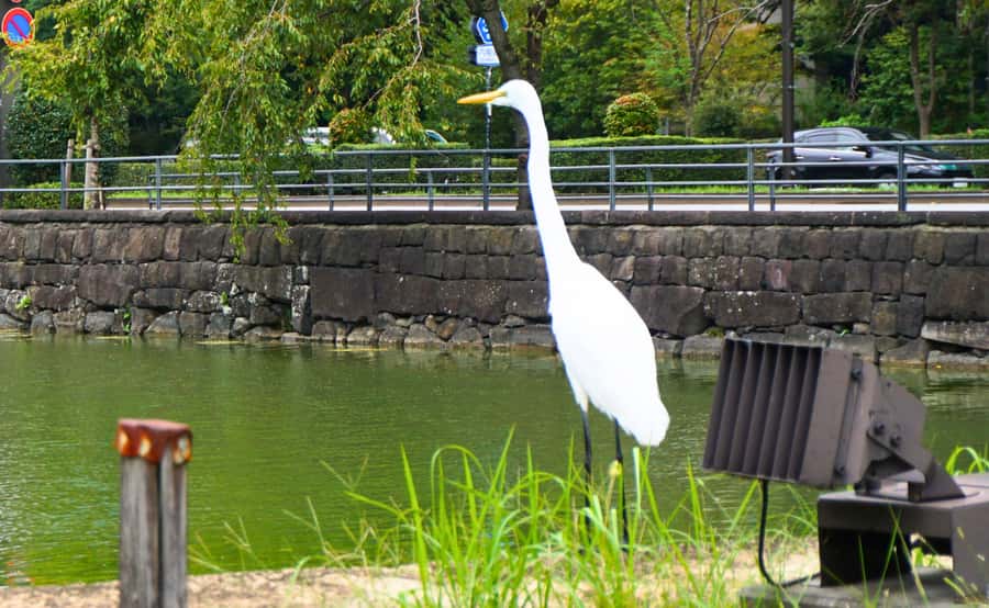 Tokyo: Imperial Palace Japanese History Walking Tour - What Makes the Guides Valuable