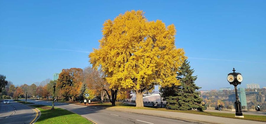 Toronto: Niagara Falls & NOTL Heritage Town Guided Day Tour - Who will get the most from this tour