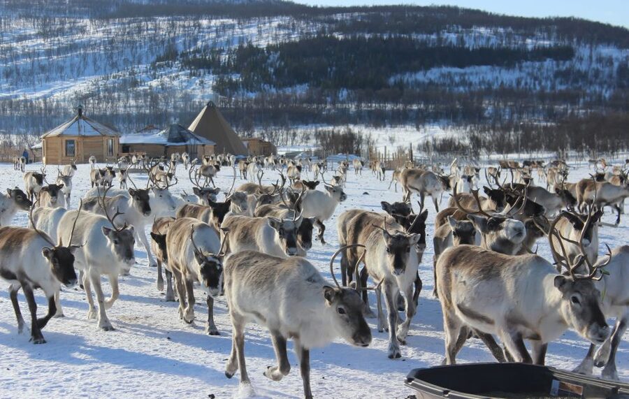 Tromsø: Reindeer Camp and Sami Cultural Tour with Lunch - Key points at a glance