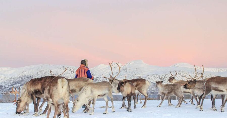 Tromsø: Reindeer Camp and Sami Cultural Tour with Lunch - Feeding time is active, messy, and easy to enjoy