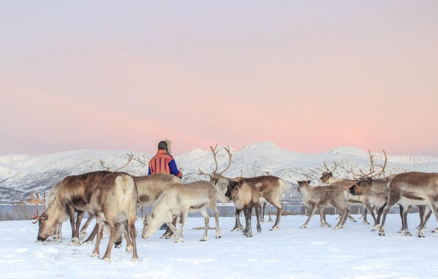 Tromsø: Reindeer Camp and Sami Cultural Tour with Lunch - Lunch in the lavvu warms up the day