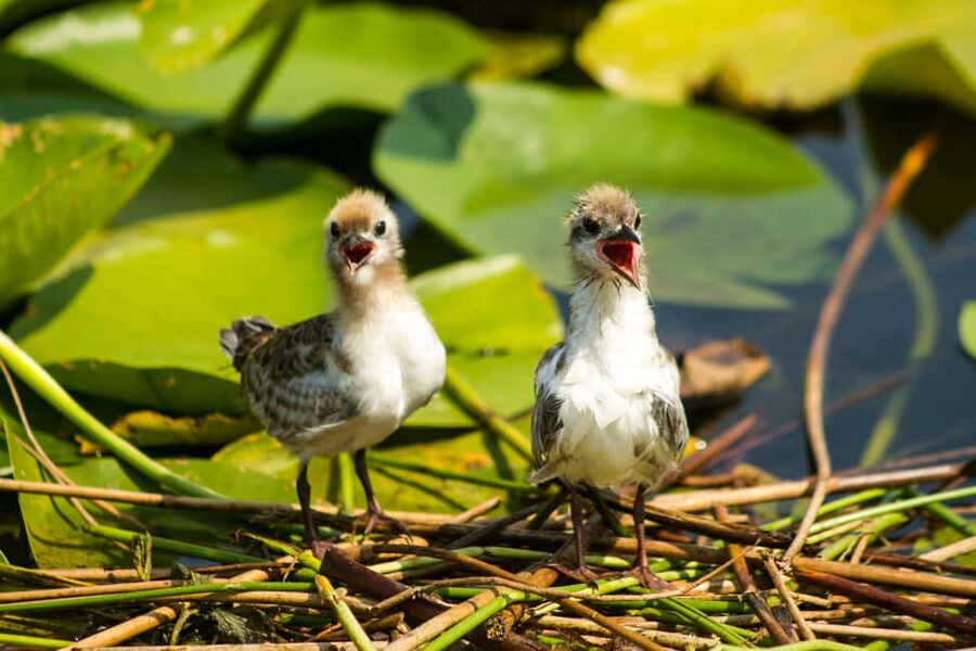 Virpazar: Historical & Nature Boat Adventure on Lake Skadar - Narrow canals and water lilies near Virpazar